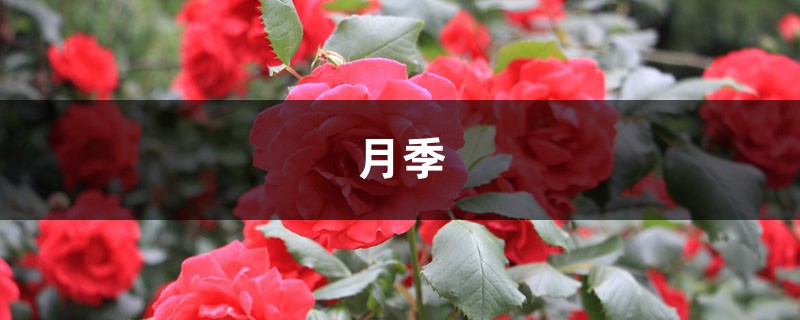 中国这17种月季，花大饱满，比欧月好看多了！