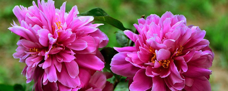 宿根花卉有哪些 宿根花卉有哪些