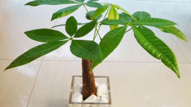 发财树和幸福树的区别 发财树和幸福树的区别