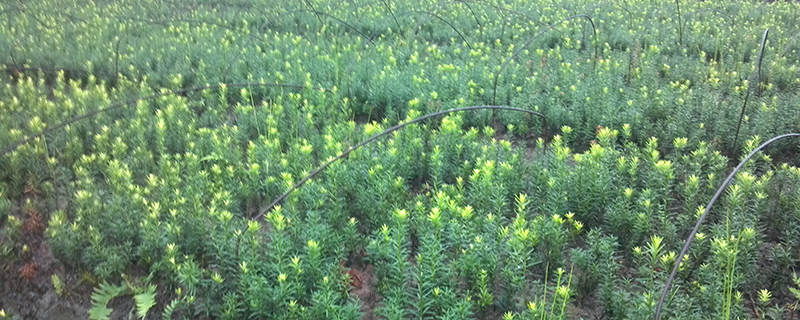 曼地亚红豆杉和南方红豆杉的区别 曼地亚红豆杉和南方红豆杉的区别
