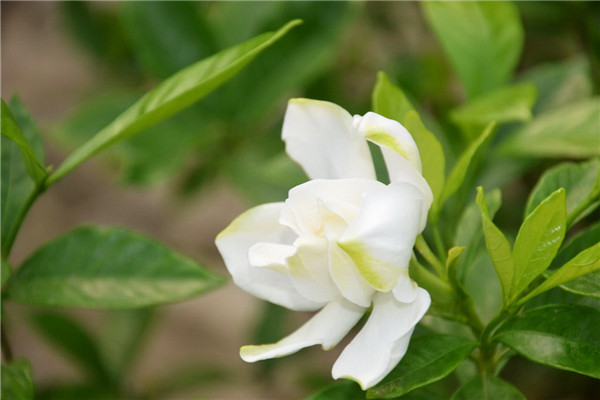 栀子花和茉莉的区别 栀子花和茉莉的区别