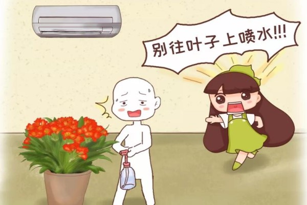 这10种花,千万别朝叶片喷水,否则喷1盆死1盆! 这10种花,千万别朝叶片喷水,否则喷1盆死1盆!