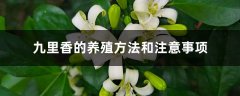 九里香的养殖方法和注意事项