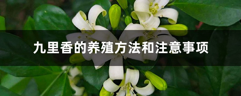 九里香的养殖方法和注意事项 九里香的养殖方法和注意事项