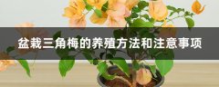 盆栽三角梅的养殖方法和注意事项