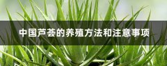 中国芦荟的养殖方法和注意事项