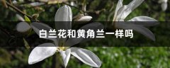 白兰花和黄角兰一样吗？