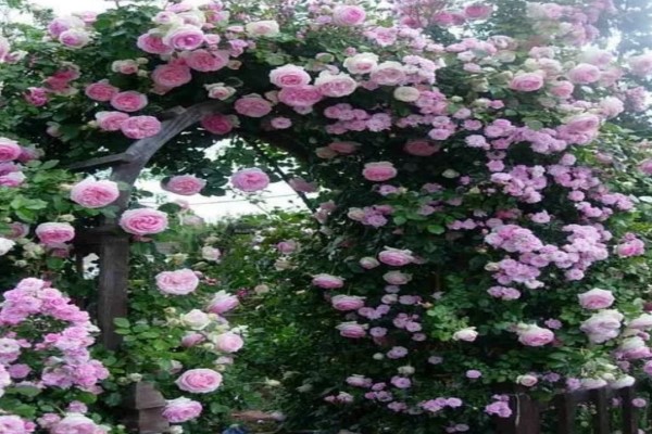 这种爬藤花,种一次就上瘾,院子多得塞不下! 这种爬藤花,种一次就上瘾,院子多得塞不下!