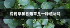 铜钱草和香菇草是一种植物吗