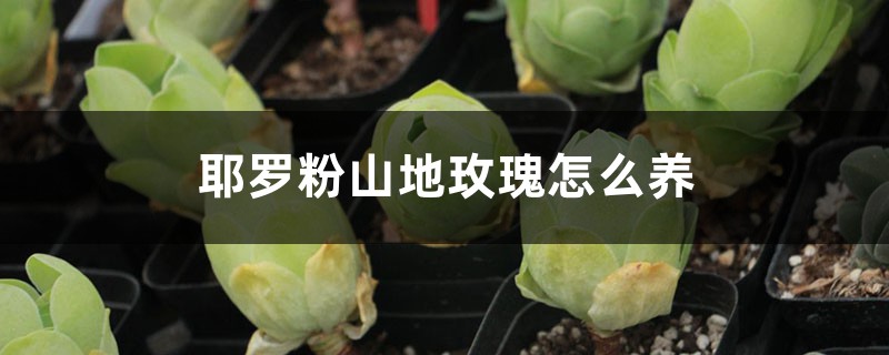 耶罗粉山地玫瑰怎么养 耶罗粉山地玫瑰怎么养