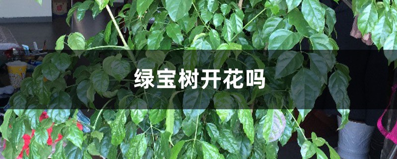 绿宝树开花吗