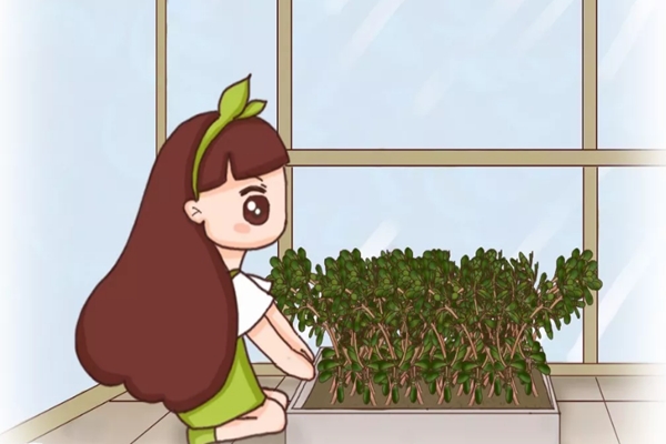 野菜还用出去挖?自己种点,天天能吃! 野菜还用出去挖?自己种点,天天能吃!