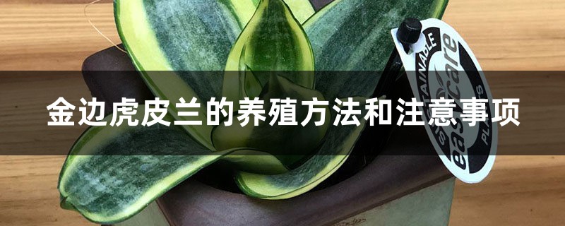 金边虎皮兰的养殖方法和注意事项