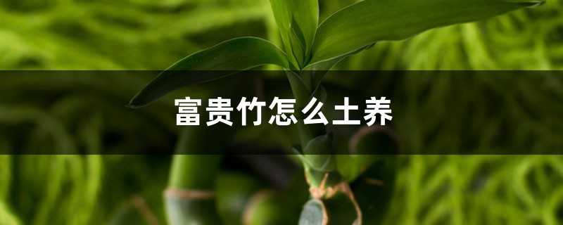 富贵竹怎么土养 富贵竹怎么土养