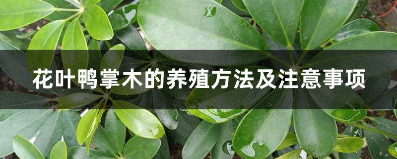 花叶鸭掌木的养殖方法及注意事项