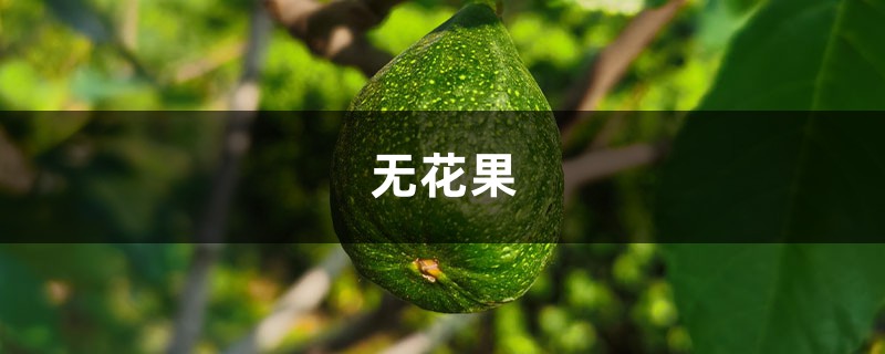 无花果不用买，掐个枝条种阳台，结果多得吃不完！