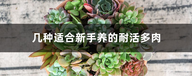 几种适合新手养的耐活多肉 几种适合新手养的耐活多肉