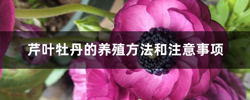 芹叶牡丹的养殖方法和注意事项 芹叶牡丹的养殖方法和注意事项