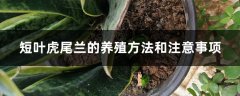 短叶虎尾兰的养殖方法和注意事项