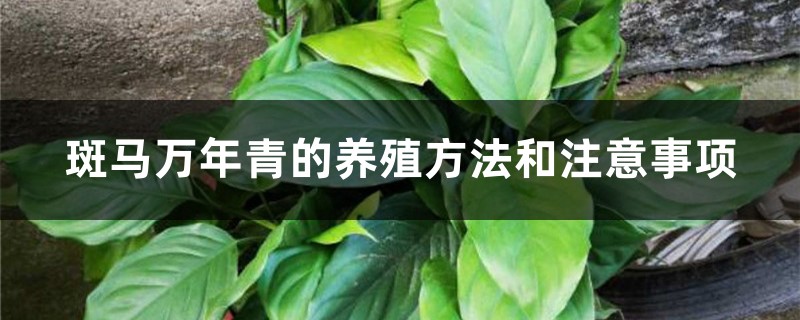 斑马万年青的养殖方法和注意事项