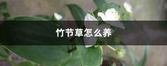 竹节草怎么养