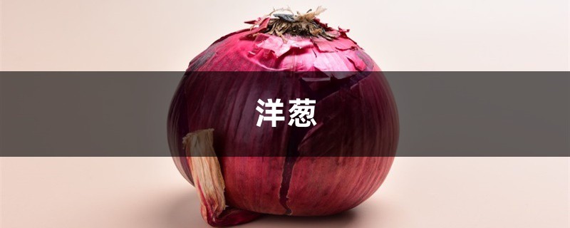 快过年别人买花,他买“洋葱头”,笑话他的人,最后都羡慕死! 快过年别人买花,他买“洋葱头”,笑话他的人,最后都羡慕死!