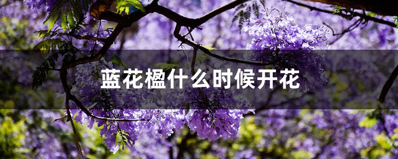 蓝花楹什么时候开花 蓝花楹什么时候开花