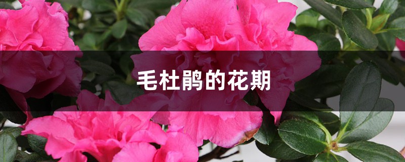 毛杜鹃的花期 毛杜鹃的花期