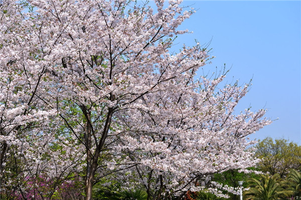 日本早樱的养殖方法及注意事项 日本早樱的养殖方法及注意事项