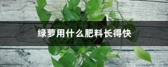 绿萝用什么肥料长得快