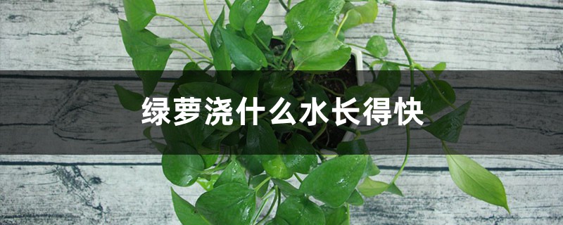 绿萝浇什么水长得快 绿萝浇什么水长得快
