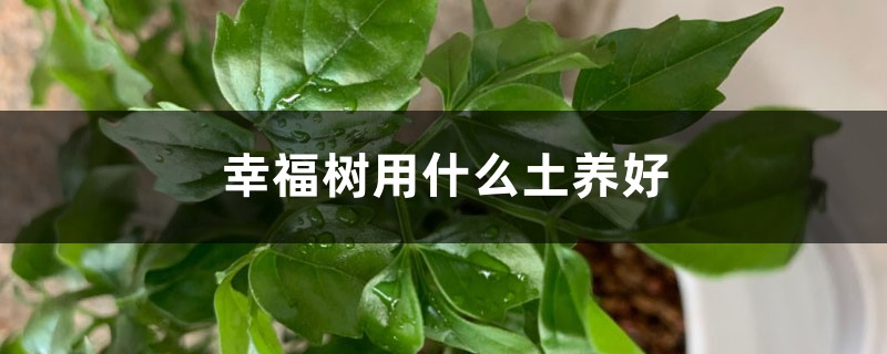 幸福树用什么土养好