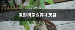 发财树怎么养才茂盛