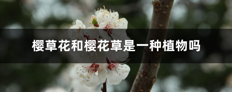 樱草花和樱花草是一种植物吗 樱草花和樱花草是一种植物吗