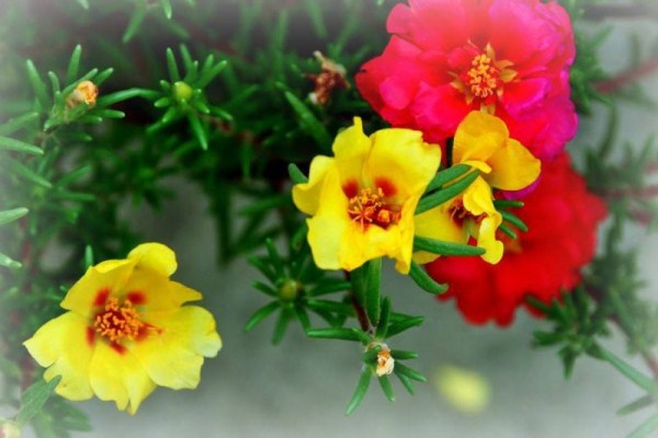 午时花的特点 午时花的特点