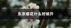 东京樱花什么时候开