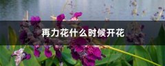 再力花什么时候开花