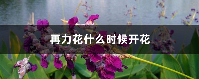 再力花什么时候开花