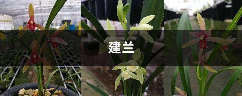 花期在什么时候?好好养护,建兰花更靓更持久! 花期在什么时候?好好养护,建兰花更靓更持久!