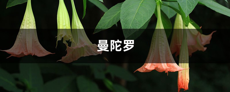 彼岸花、曼珠沙华、曼陀罗之间是什么关系 彼岸花、曼珠沙华、曼陀罗之间是什么关系
