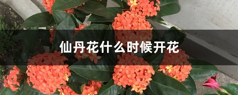 仙丹花什么时候开花 仙丹花什么时候开花
