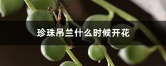 珍珠吊兰什么时候开花