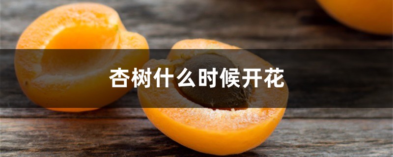 杏树什么时候开花 杏树什么时候开花