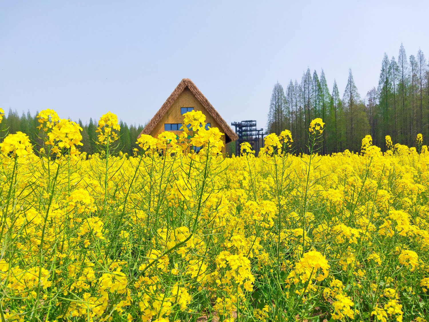 油菜花