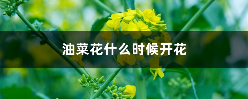 油菜花什么时候开花