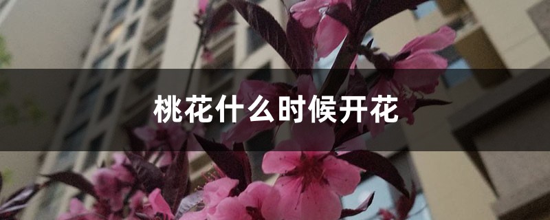 桃花什么时候开花 桃花什么时候开花