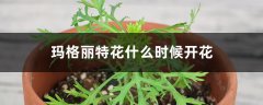 玛格丽特花什么时候开花