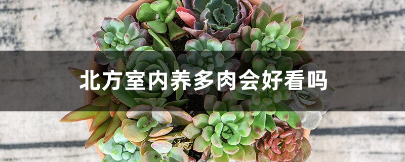 北方室内养多肉会好看吗 北方室内养多肉会好看吗