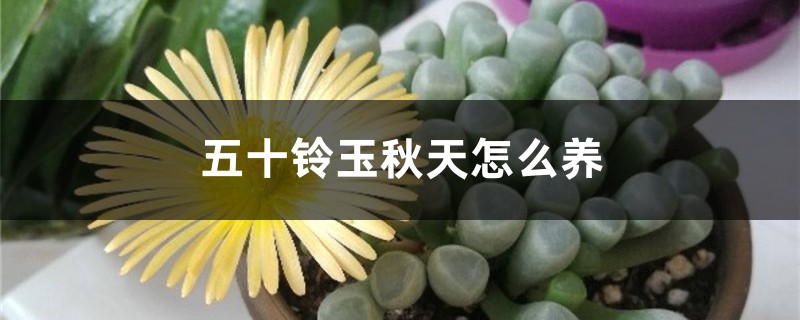 五十铃玉秋天怎么养 五十铃玉秋天怎么养