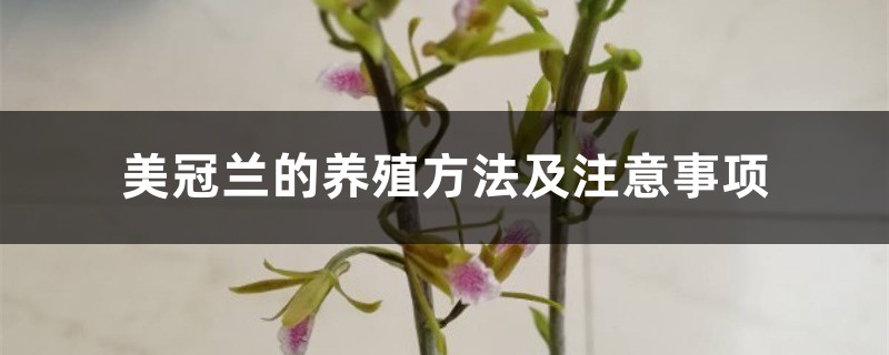 美冠兰的养殖方法及注意事项